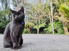 Load image into Gallery viewer, Ross the Cat Book