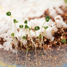 Load image into Gallery viewer, Faber-Castell Plant &amp; Grow Woodland Forest
